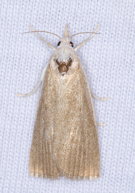 Calamotropha paludella - barna nádlevélmoly