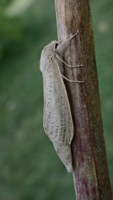 Phragmataecia castaneae - nádfúrólepke
