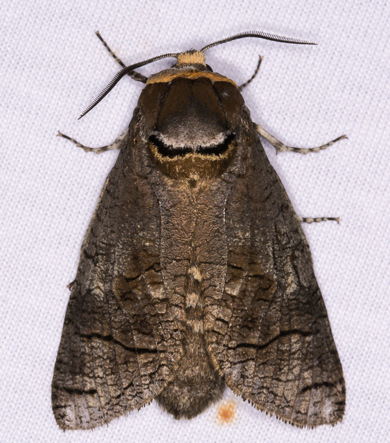 Cossus cossus - fűzfarontólepke