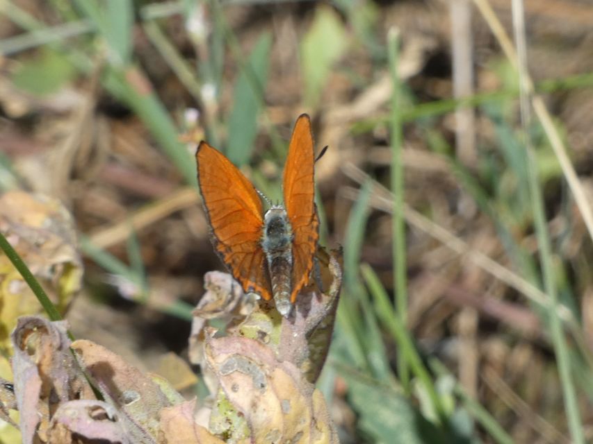 Lycaena thersamon - kis tűzlepke
