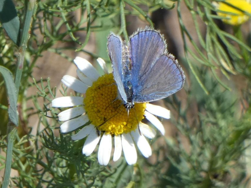 Polyommatus icarus - közönséges boglárka