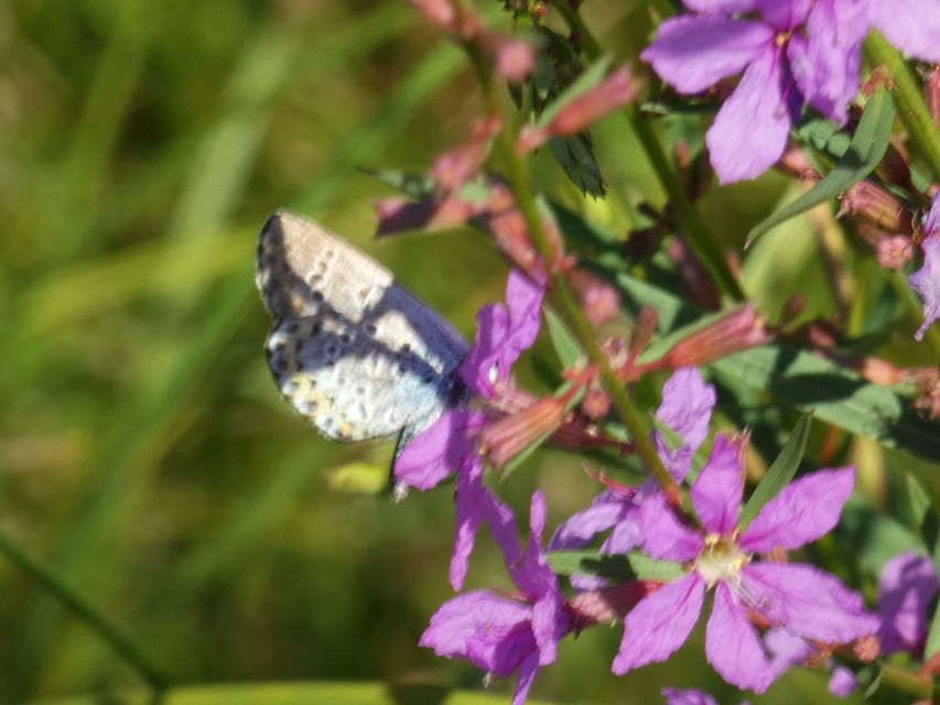 Plebejus argus - ezüstös boglárka