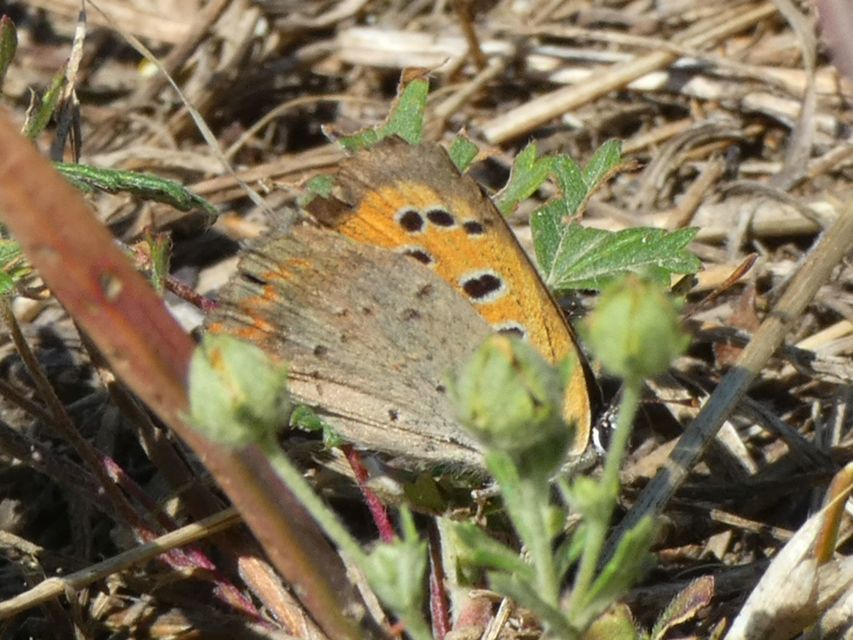 Lycaena phlaeas - közönséges tűzlepke