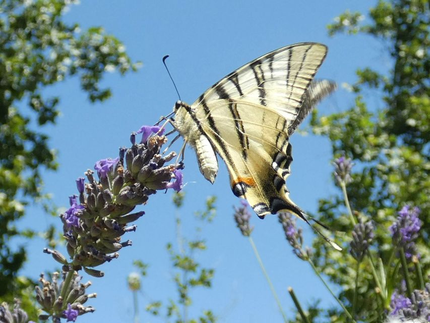 Iphiclides podalirius - kardoslepke