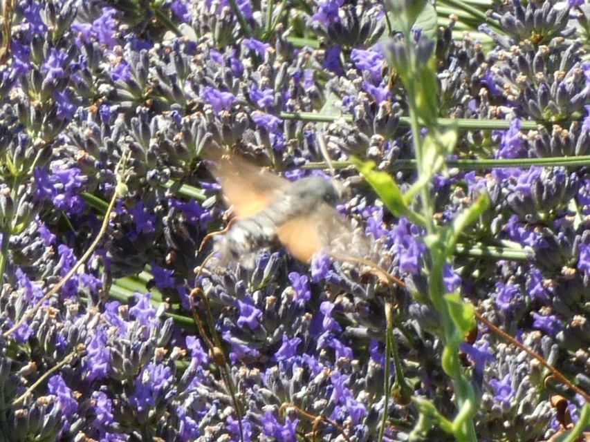 Macroglossum stellatarum - kacsafarkú szender