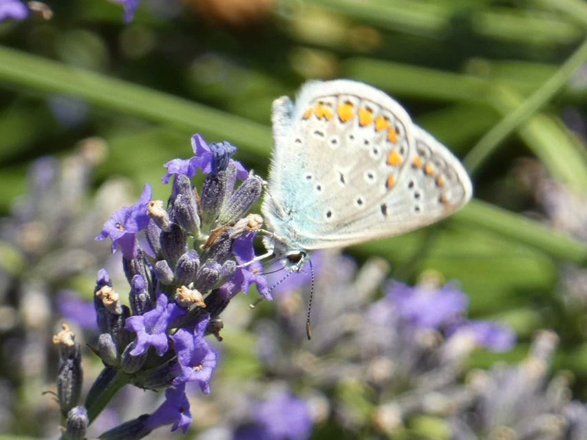 Polyommatus icarus - közönséges boglárka