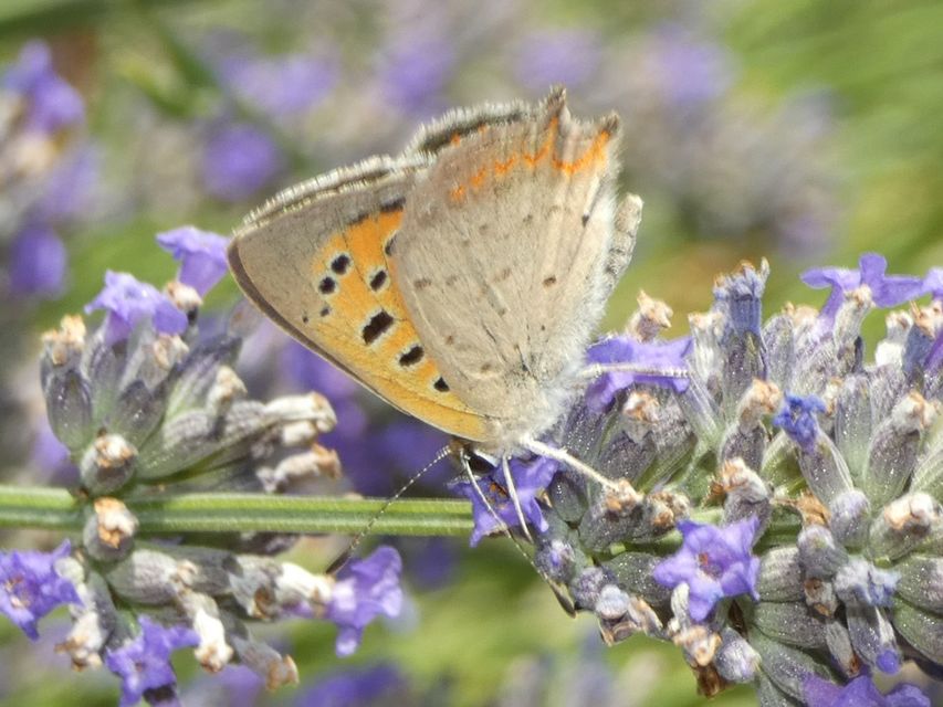 Lycaena phlaeas - közönséges tűzlepke
