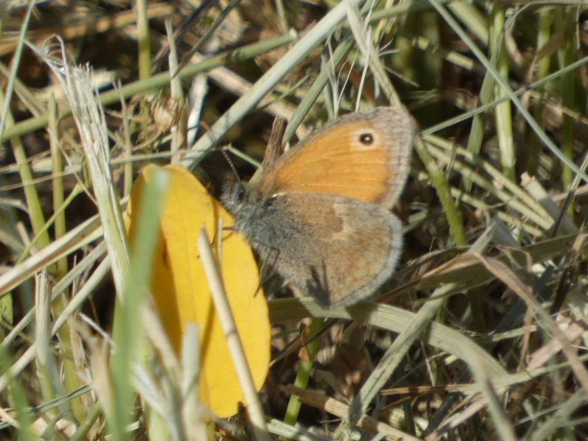 Coenonympha pamphilus - kis szénalepke