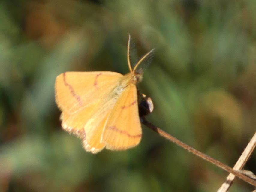 Lythria purpuraria - bíborsávos araszoló