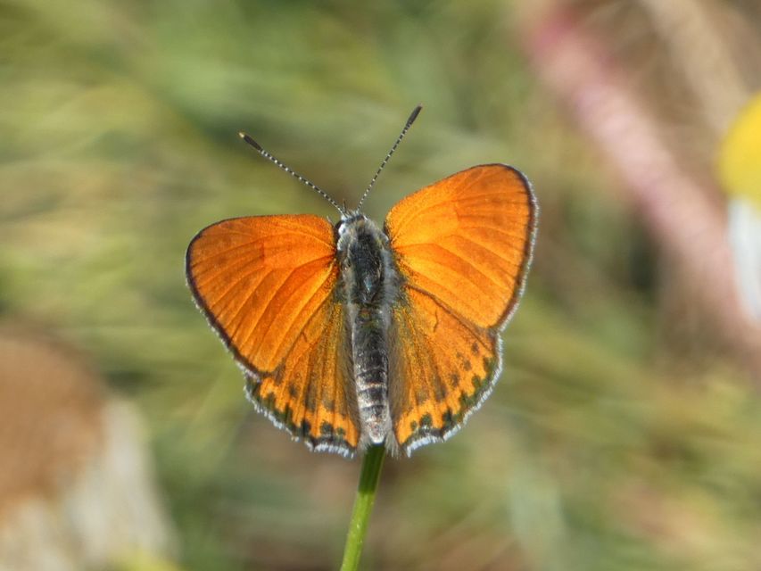Lycaena thersamon - kis tűzlepke
