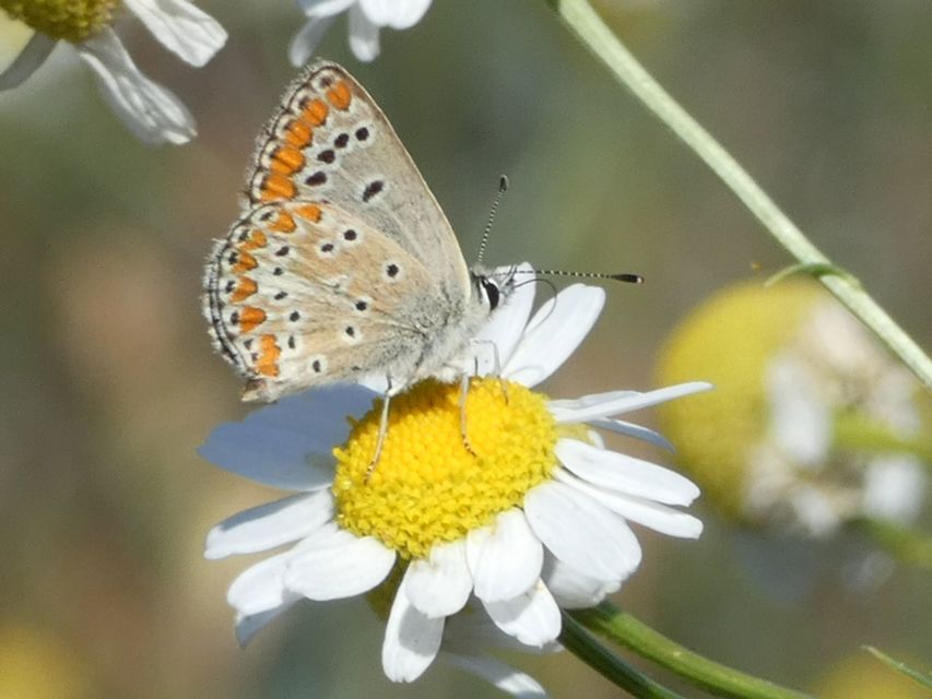 Aricia agestis - szerecsenboglárka
