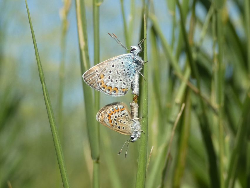 Plebejus argus - ezüstös boglárka