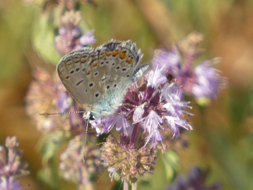 Polyommatus icarus - közönséges boglárka