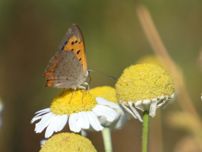 Lycaena phlaeas - közönséges tűzlepke