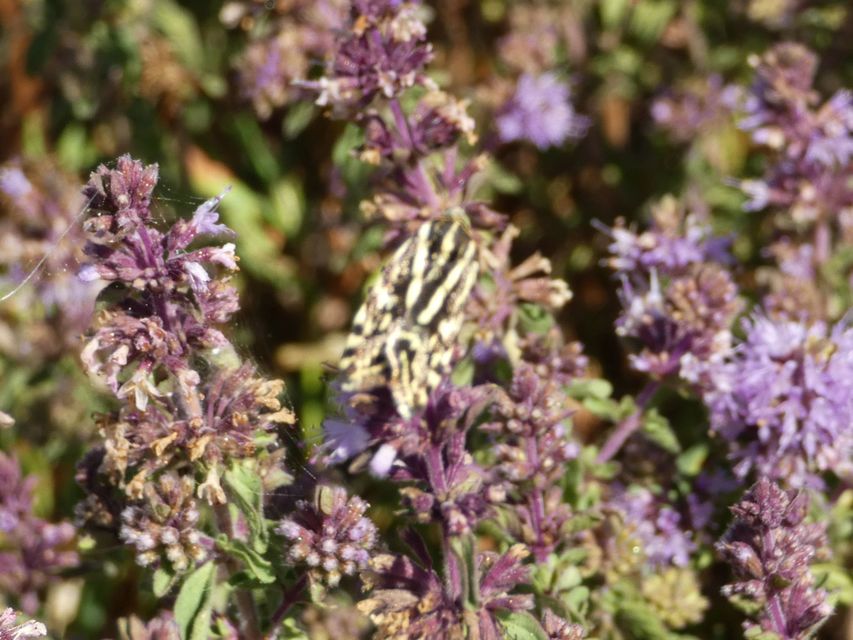 Emmelia trabealis - zebrabagoly