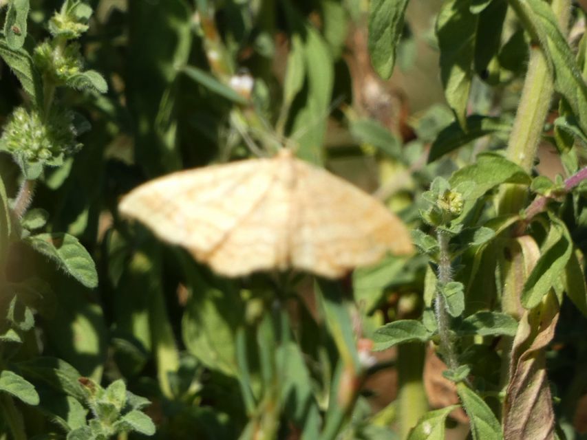 Idaea