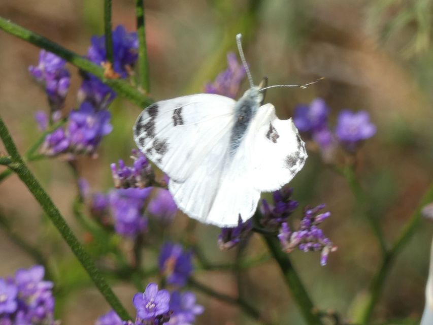 Pontia edusa - rezedalepke