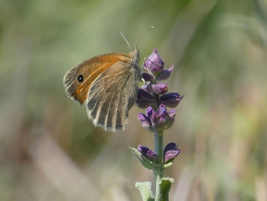Coenonympha pamphilus - kis szénalepke