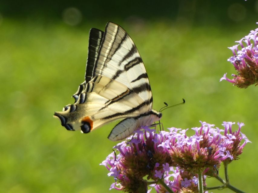 Iphiclides podalirius - kardoslepke