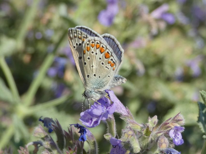 Polyommatus icarus - közönséges boglárka