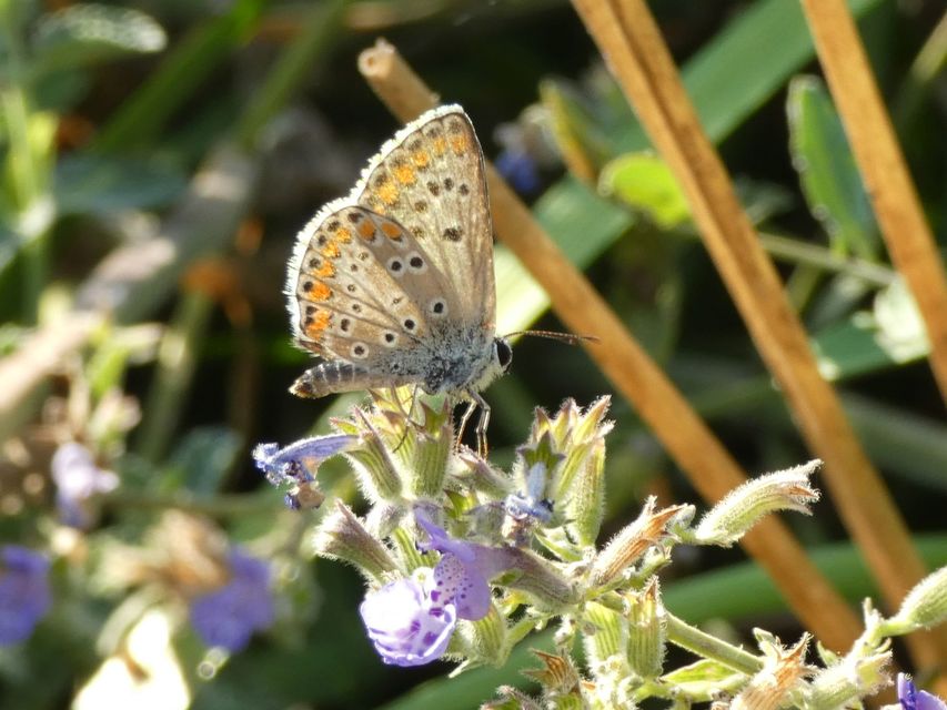 Aricia agestis - szerecsenboglárka