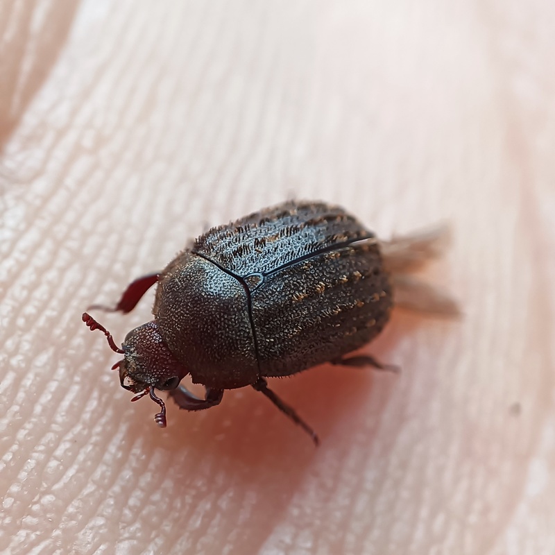 Aesalus scarabaeoides - szőrös szarvasbogár