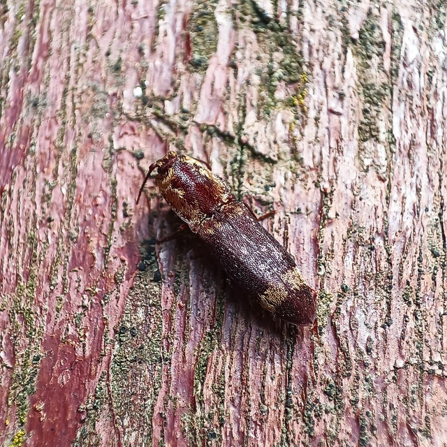 Lacon querceus - tarka pikkelyespattanó