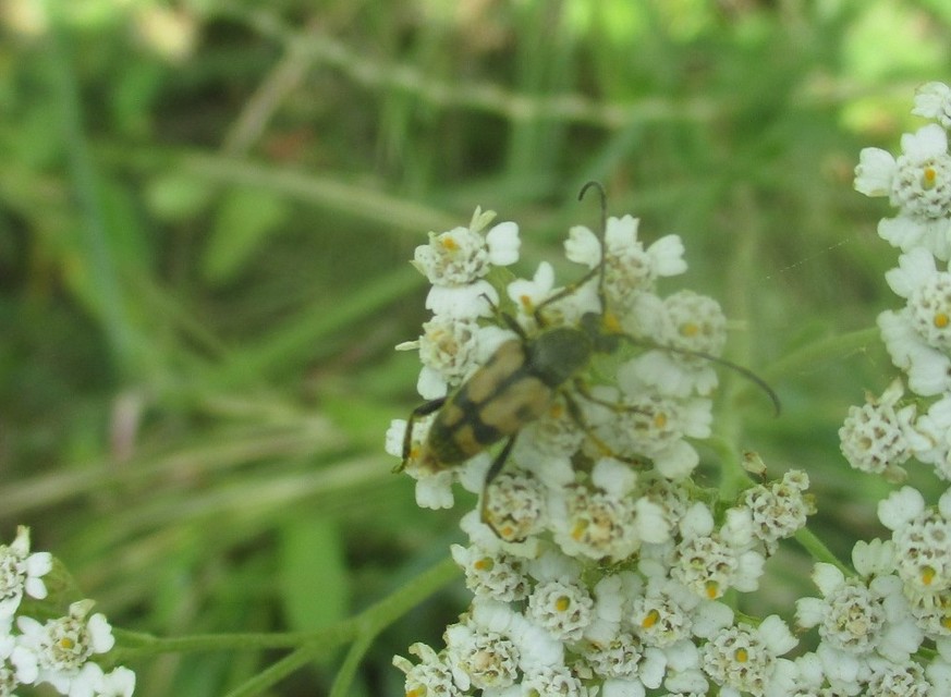 Pachytodes erraticus - rajzos virágcincér
