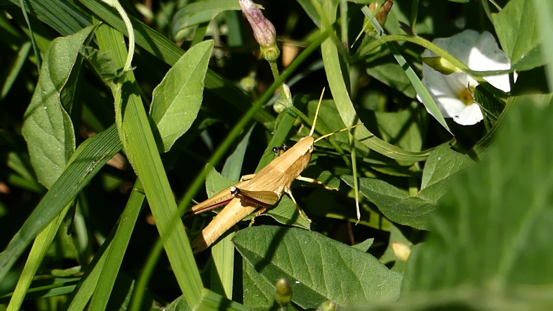 Chrysochraon dispar - aranyos sáska