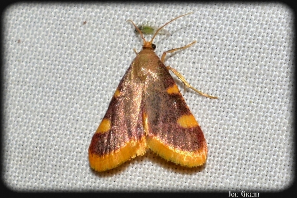 Hypsopygia costalis - szénailonca