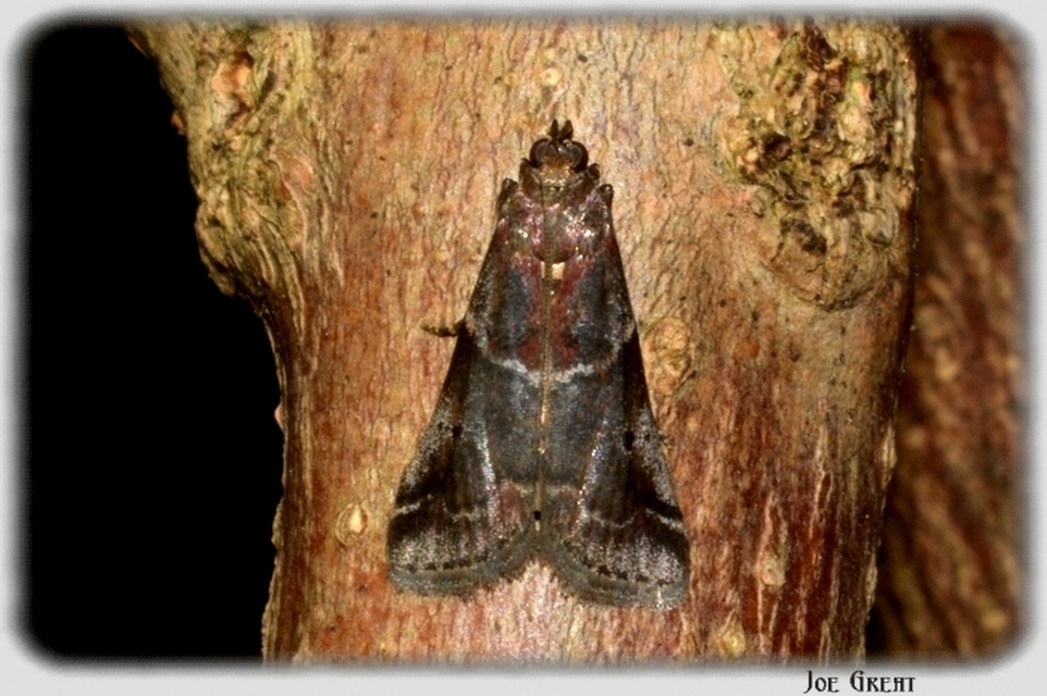 Pyralidae - fényiloncák
