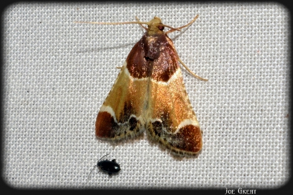 Pyralis farinalis - lisztilonca