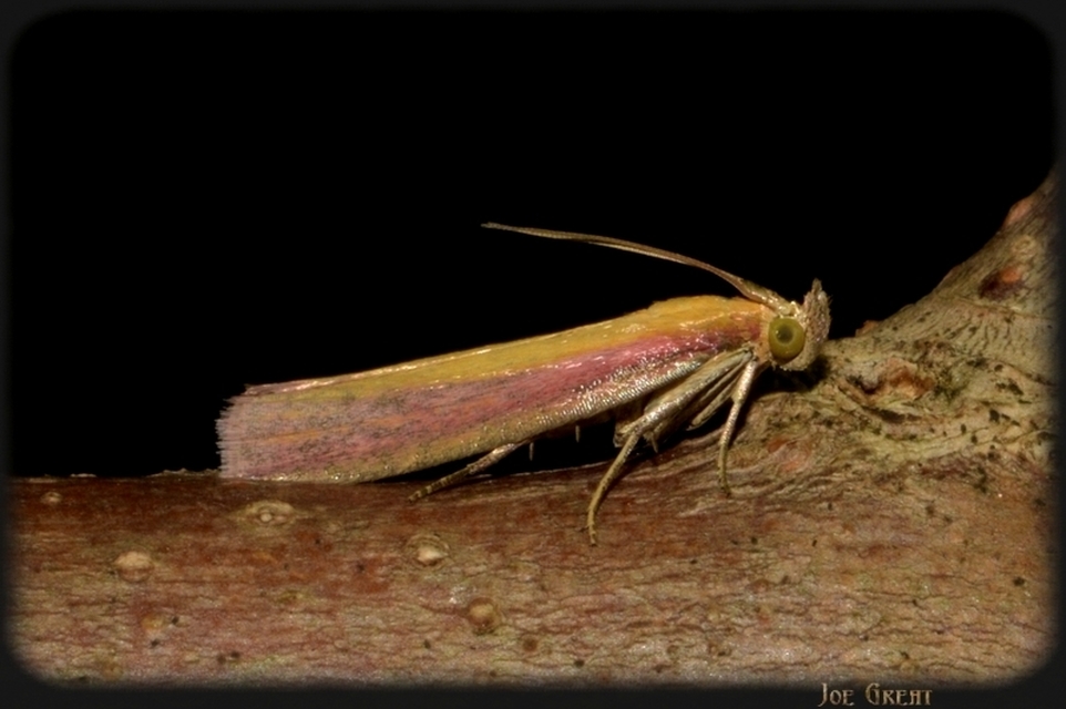 Oncocera semirubella - lucernamoly