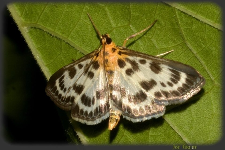 Anania hortulata - tarka csalánmoly