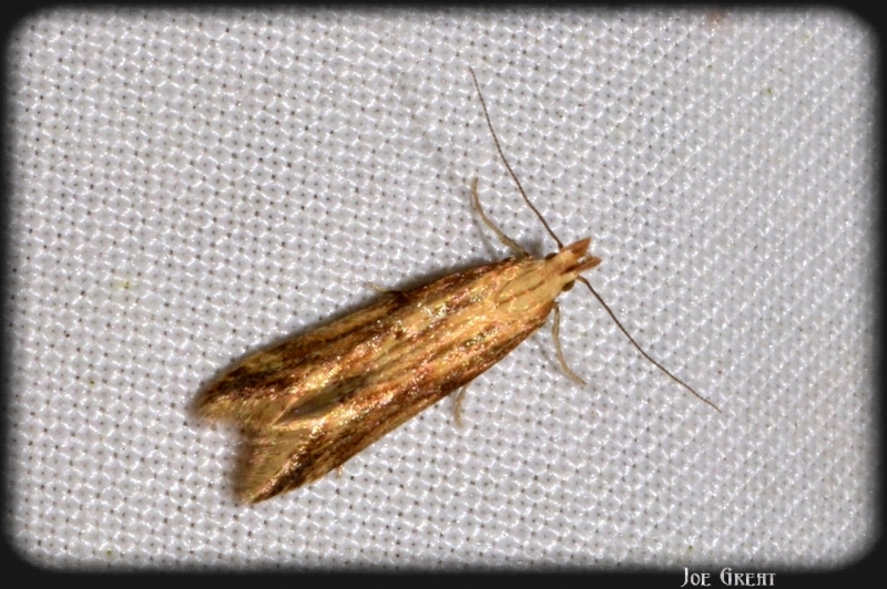 Gelechiidae - sarlósajkú-molylepkefélék