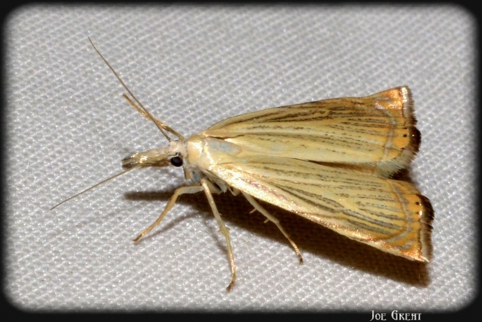 Chrysoteuchia culmella - kerti fűgyökérmoly