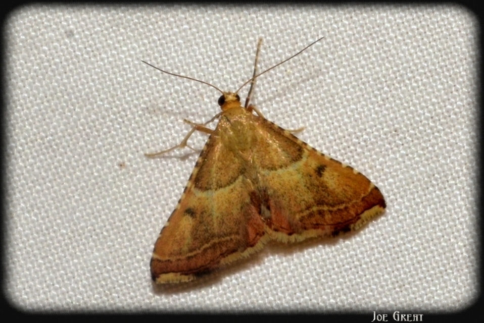 Endotricha flammealis - tüzesszárnyú fényilonca