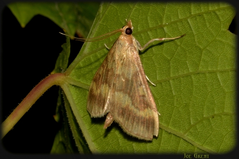 Ostrinia nubilalis - kukoricamoly