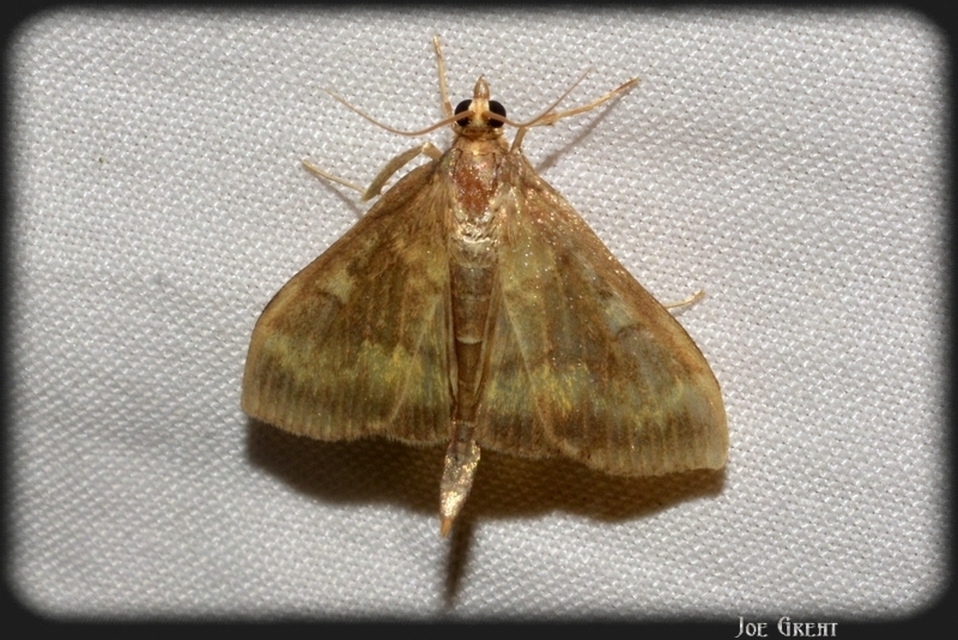 Ostrinia nubilalis - kukoricamoly