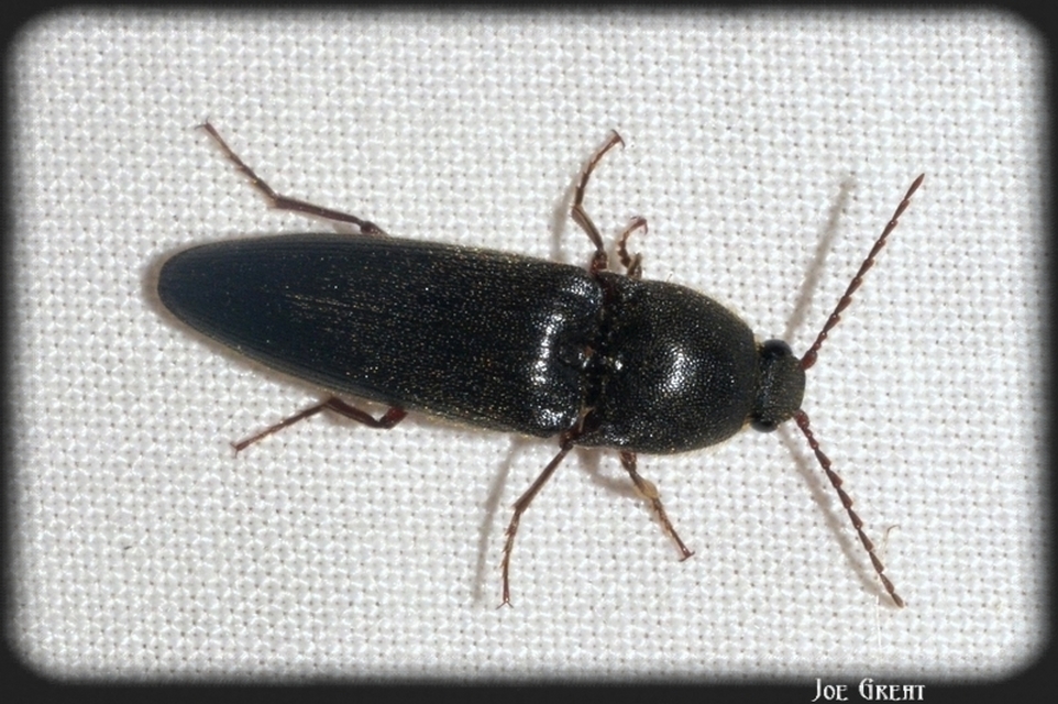 Melanotus