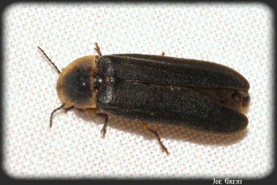 Lampyris noctiluca - nagy szentjánosbogár