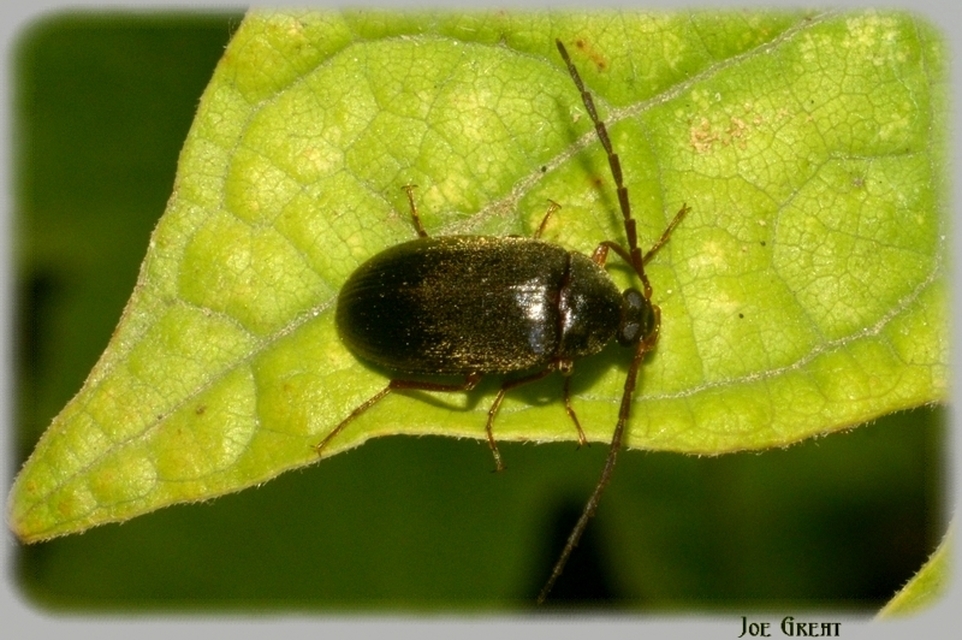 Hymenalia rufipes - rőtlábú alkonybogár