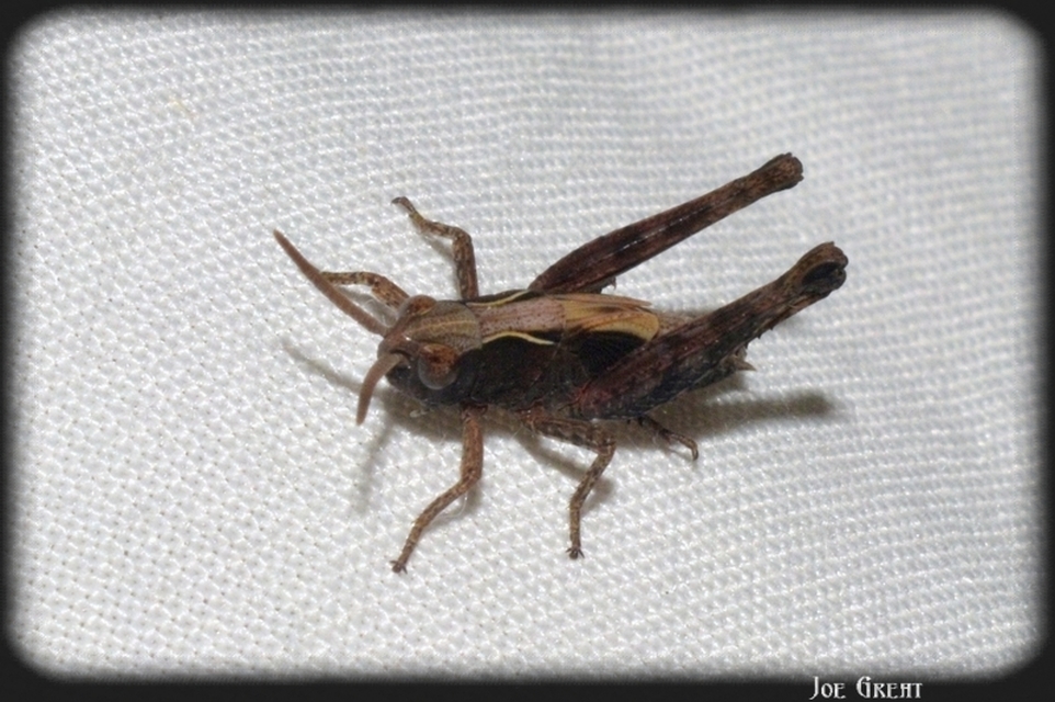 Omocestus rufipes - vöröshasú tarlósáska