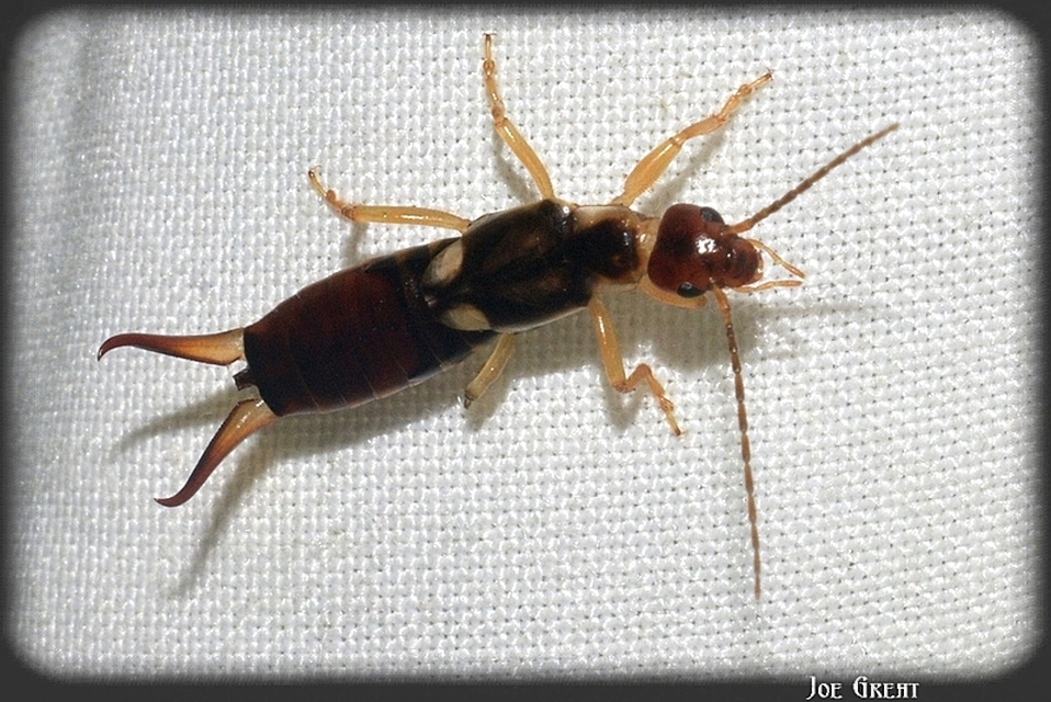 Forficula auricularia - közönséges fülbemászó