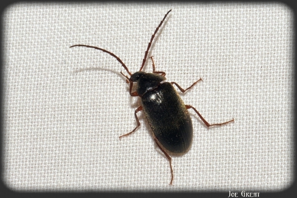 Hymenalia rufipes - rőtlábú alkonybogár