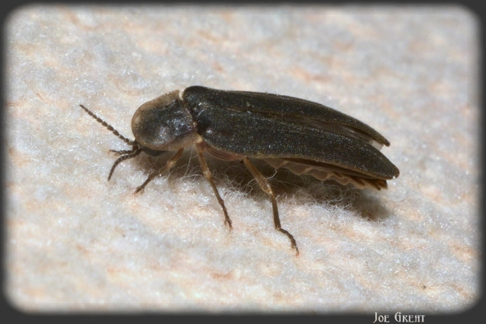 Lampyris noctiluca - nagy szentjánosbogár