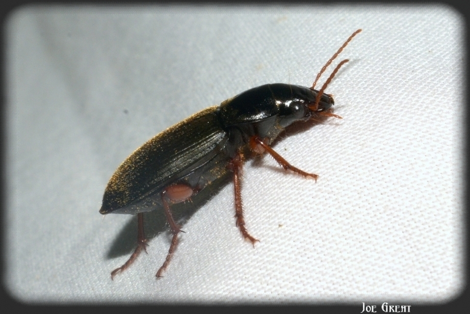 Harpalus rufipes - nagy selymesfutó
