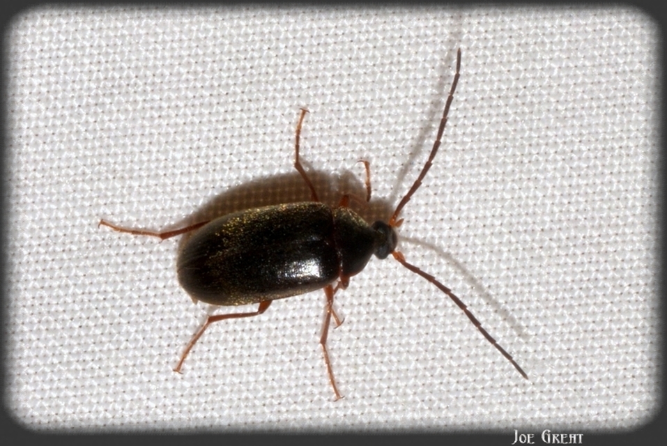 Hymenalia rufipes - rőtlábú alkonybogár
