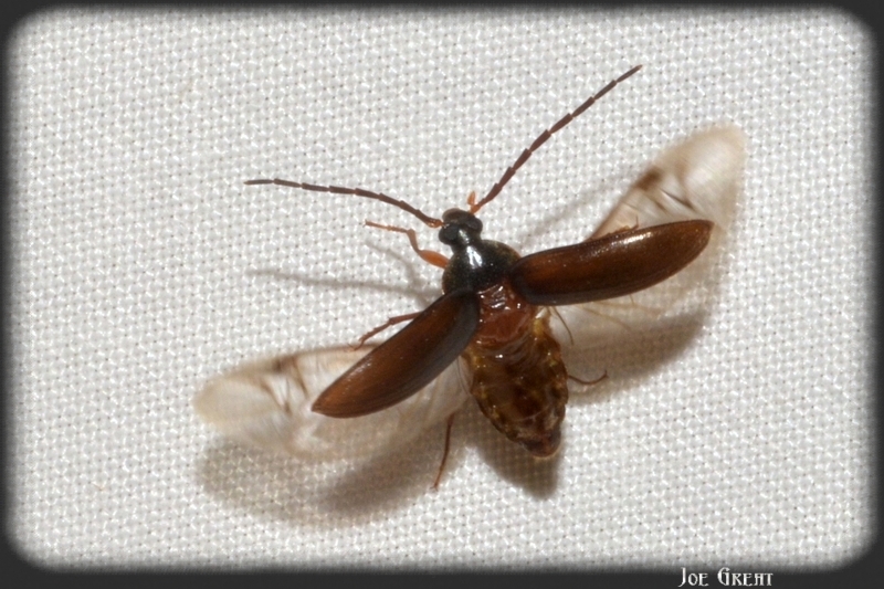 Hymenalia rufipes - rőtlábú alkonybogár