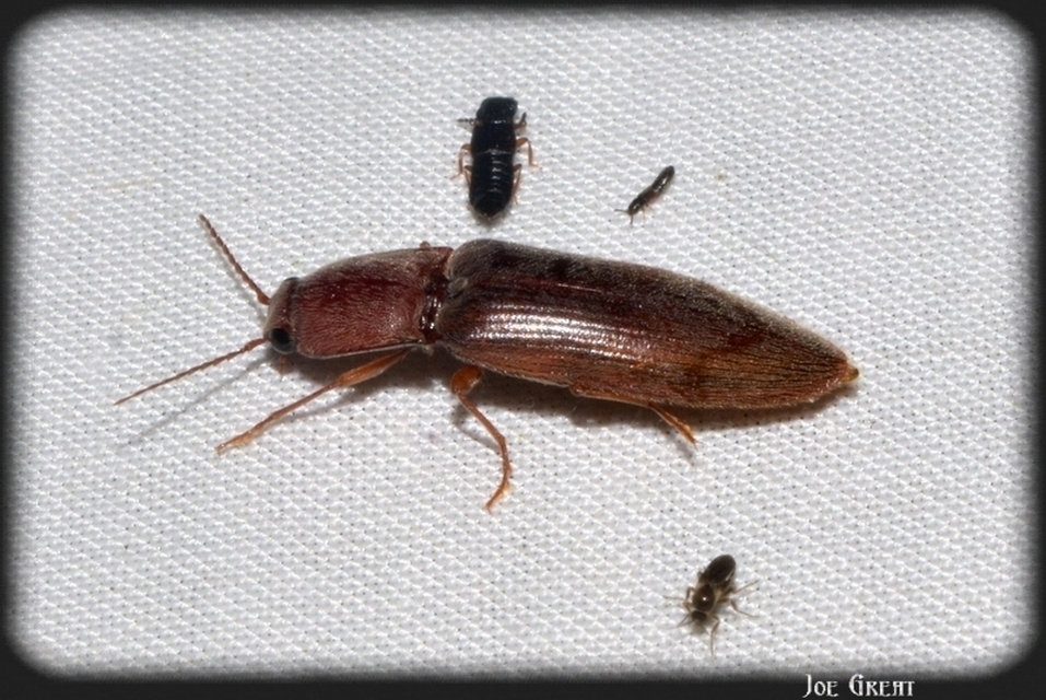 Stenagostus rhombeus - rombusznyakú pattanó